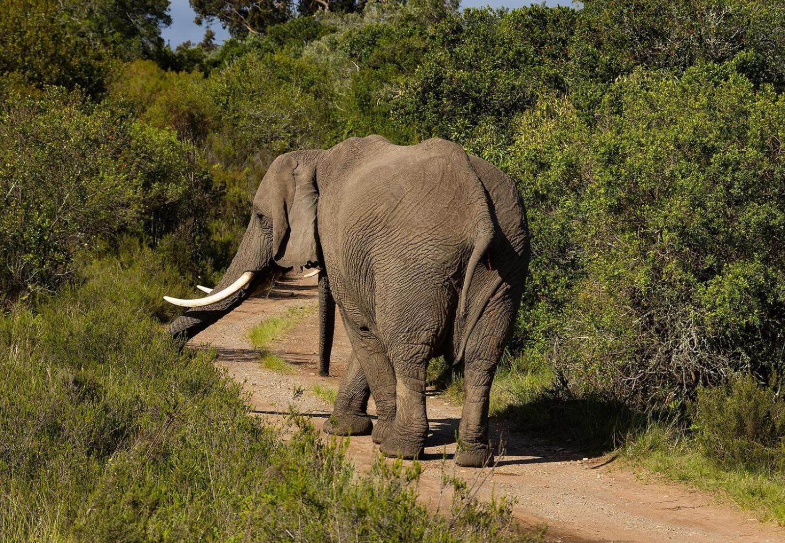 Belle Balance Bush Lodge Plettenberg Bay Esterno foto